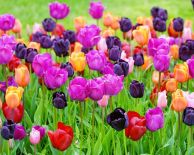 от СОФИЯ и ПЛОВДИВ - ФЕСТИВАЛ НА ЛАЛЕТАТА В ПИТЕЩИ,КРАЙОВА,СОЛНА МИНА ОКНЕЛЕ МАРИ