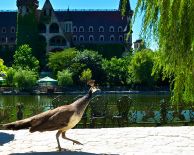 от БУРГАС - РАВАДИНОВО,АХТОПОЛ И ЦАРЕВО